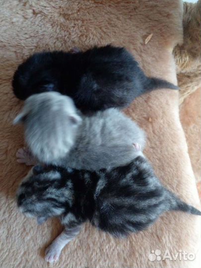 Шотландская кошечка