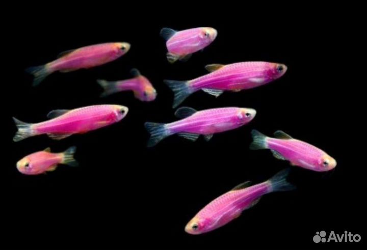 Данио пурпурный Аквариумные рыбки и растения
