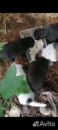 Собаки в добрые руки