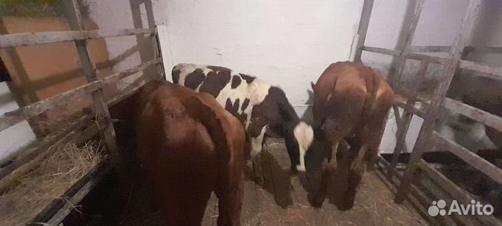 Скотина Домашняя