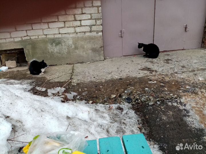 Ариша - ласковая кошечка