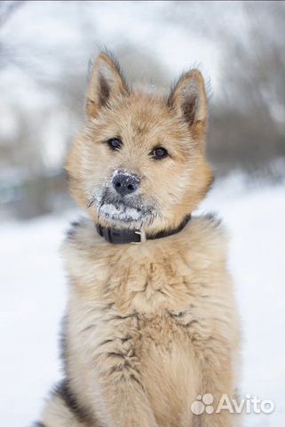 Щенок в добрые руки бесплатно