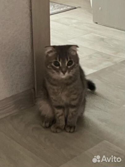 Отдается кошечка,британка вислоухая.Отдается