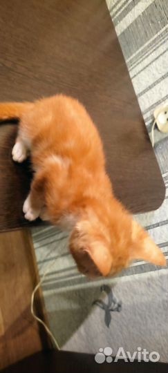 Рыжий котик