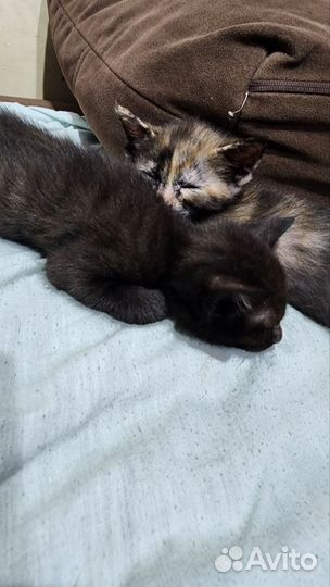 Кошки для преданного