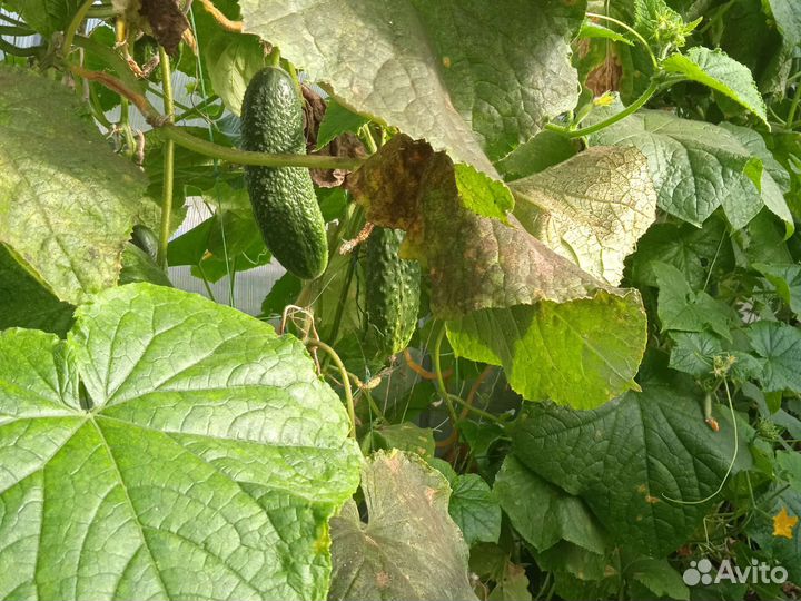 Огурцы на засолку,домашние