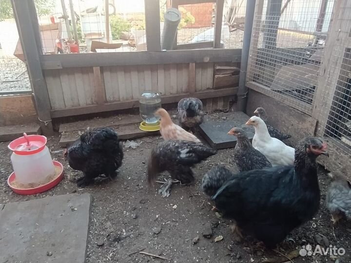 Продаются куры