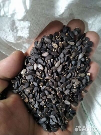 Семена арбуза каристан