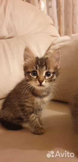Котёнок в семью