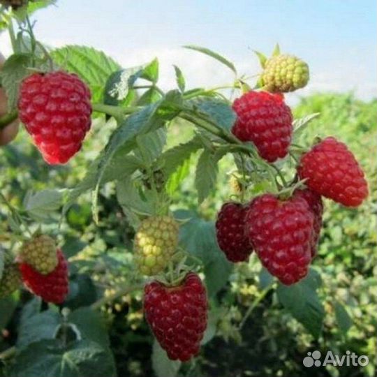 Плодовые кустарники