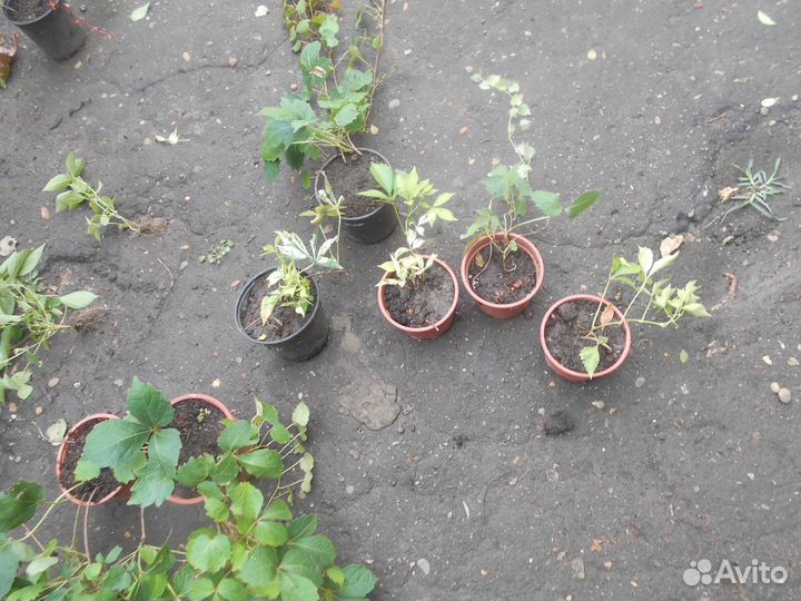 Девичий виноград Вичи