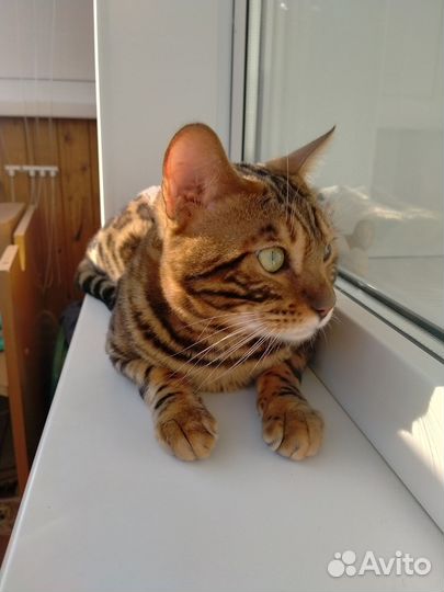 Бенгальский кот вязка