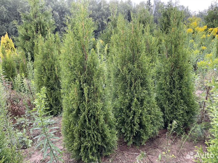 Туя смарагд 140 см свежая копка 2023