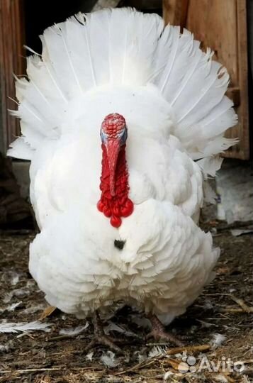 Яйца индейки