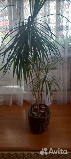 Пальма драцена
