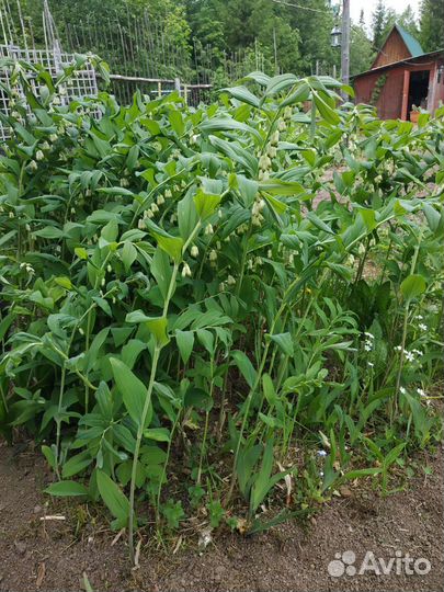 Купена (Соломонова печать)