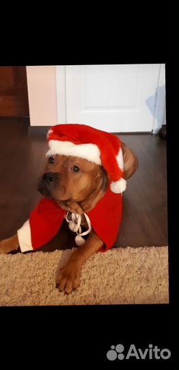 Передержка животных, гостиница для собак и кошек