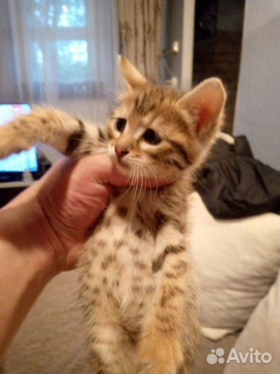 Бенгальский котик помесь