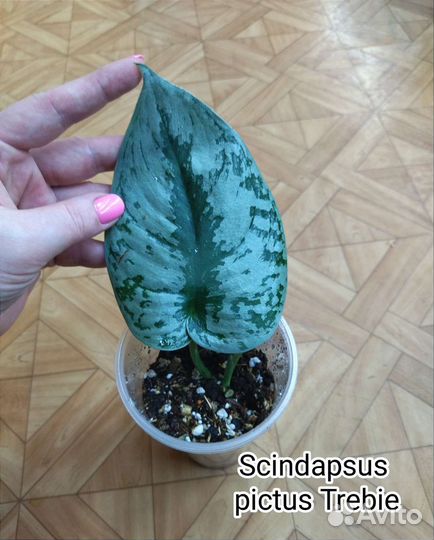 Сциндапсус пиктус Треби / Scindapsus pictus Trebie