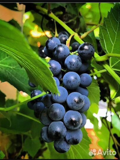 Виноград на вино