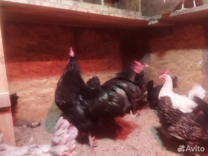 Петух австролорп