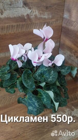 Цикламен