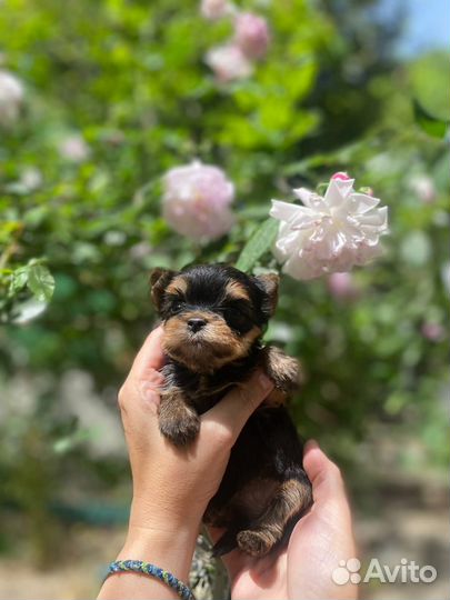 Йоркширский терьер