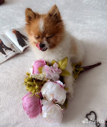 Шпиц кобель 4,5 года для вязки