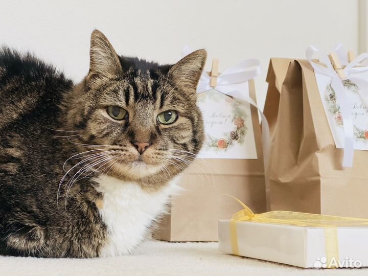 Передержка питомцев