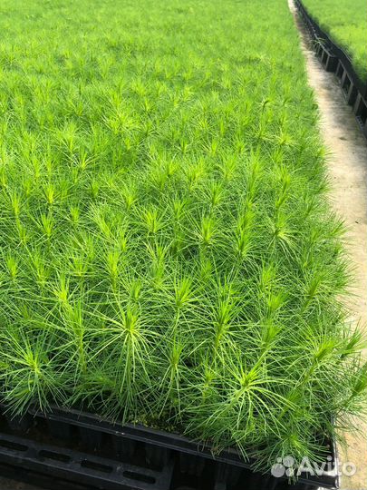 Сеянцы сосны зкс оптом