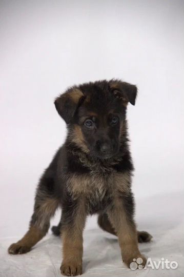Щенки немецкой овчарки