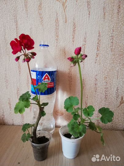 Цветы