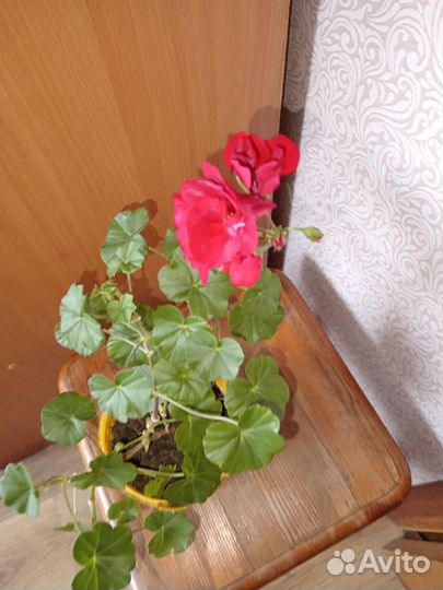 Герань плющелистная ампельная