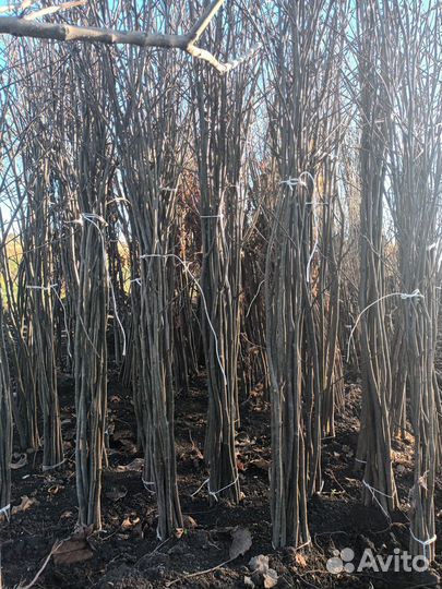 Декоративные растения