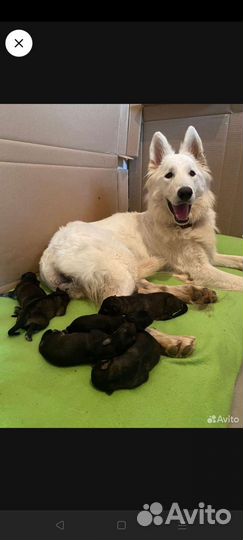 Корма для животных