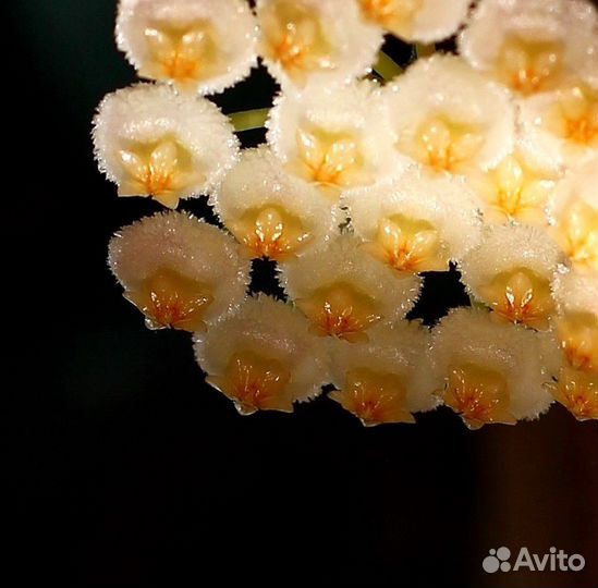 Хойи на срез