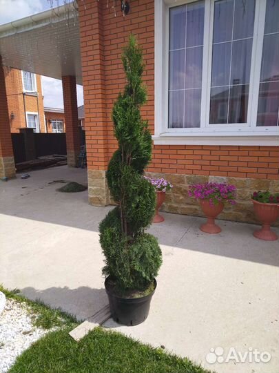 Туя смарагд