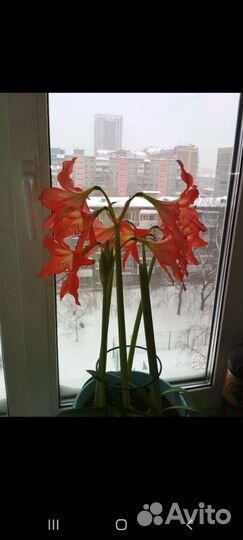 Гиппеаструм взрослый