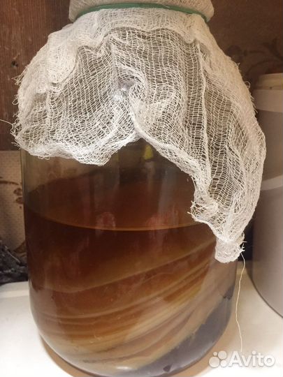 Чайный гриб