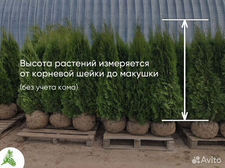 Туя Смарагд 130-150см для посадки летом