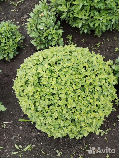 Хризантемы мультифлора