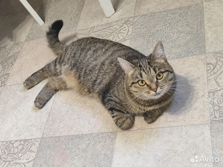 Кошки в добрые руки бесплатно