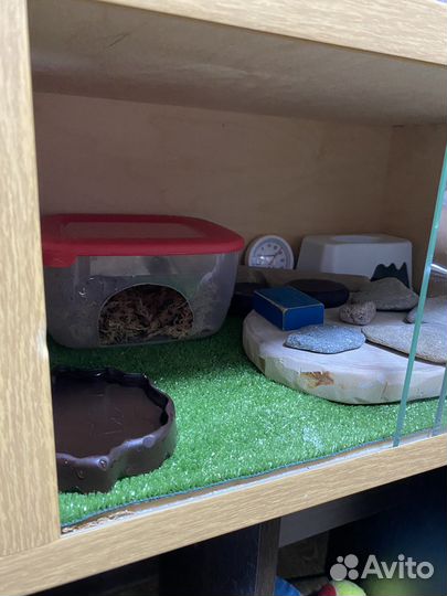 Геккон эублефар