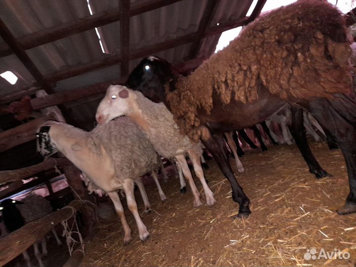 Овцы бараны