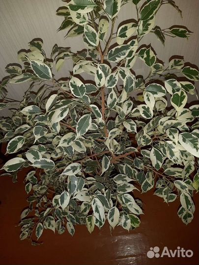 Фикус Бенджамина пестролистный большой