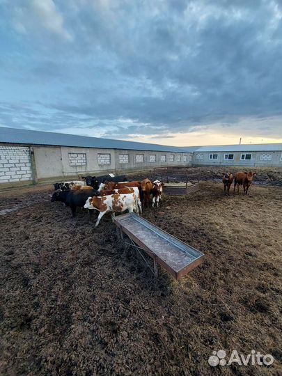 Бычки на откорм