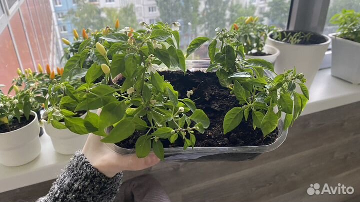 Рассада острого перца