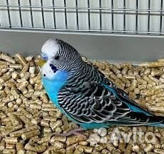 Обмен на самочку