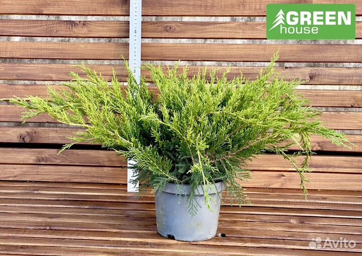 Можжевельник Блю Чип