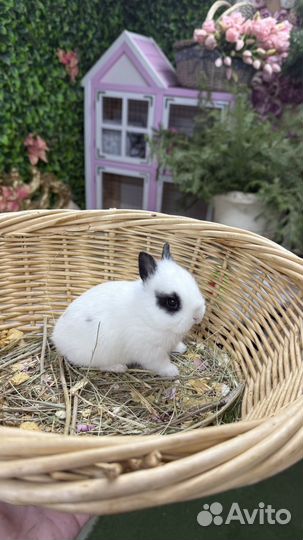 Кролики элитные карлики